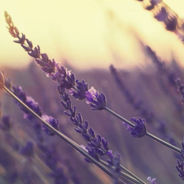 Lavender field at summer sunset. Close up of lavender flower ove Lavender field at summer sunset. Close up of lavender flower ove