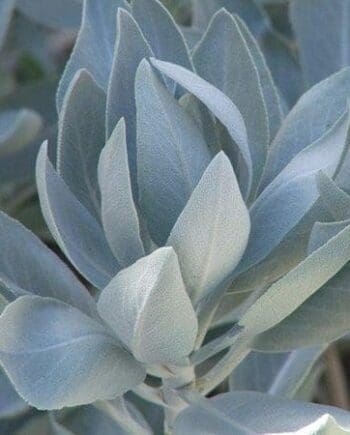 sage, white, essential oil